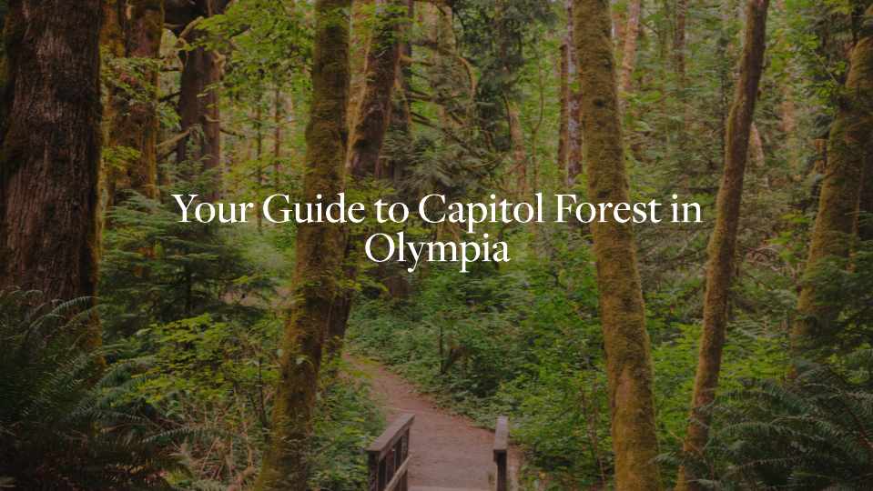 Capitol Forest Olympia